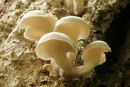 06-7603 Pleurotus spp Possibly Pleurotus cornucopiae